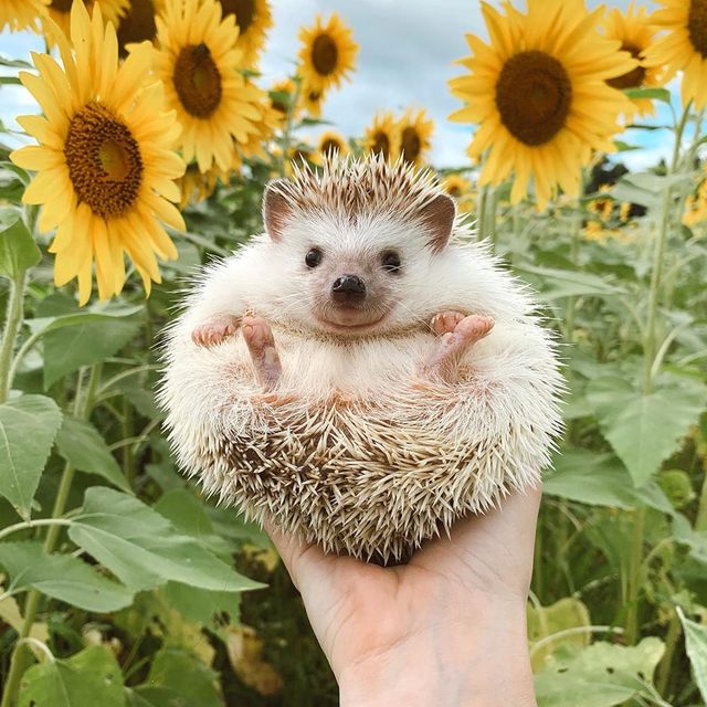 GIF Hedgie
